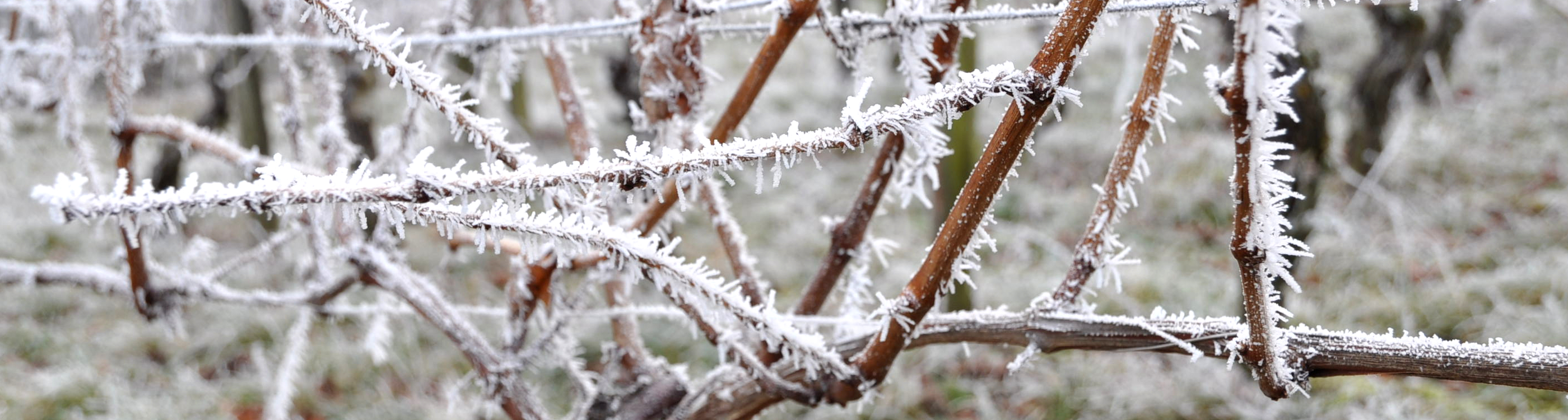 Weingut Johann August Sack - Winter 4