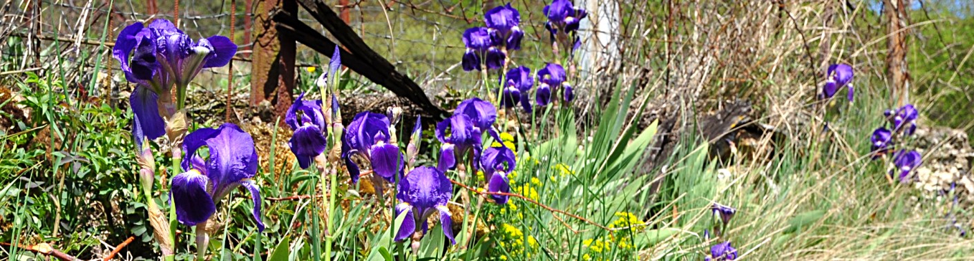 Rebsorte Tauberschwarz Weingut Johann August Sack