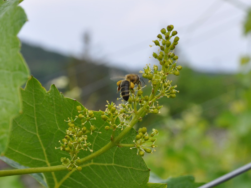 Biene auf Blüte