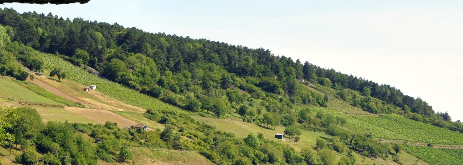 Blick auf Lauda Altenberg - Weinberge und Wälder